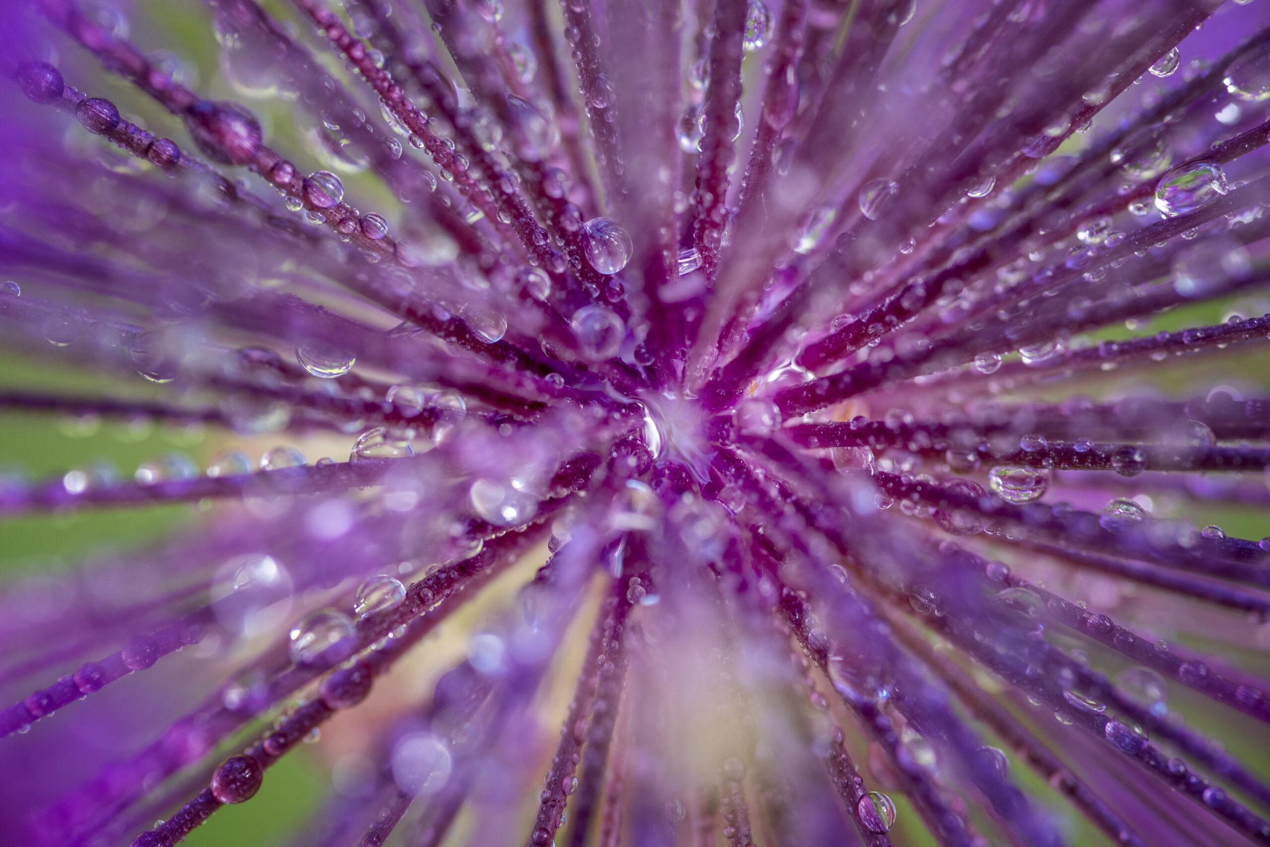 close up of flower with water drops