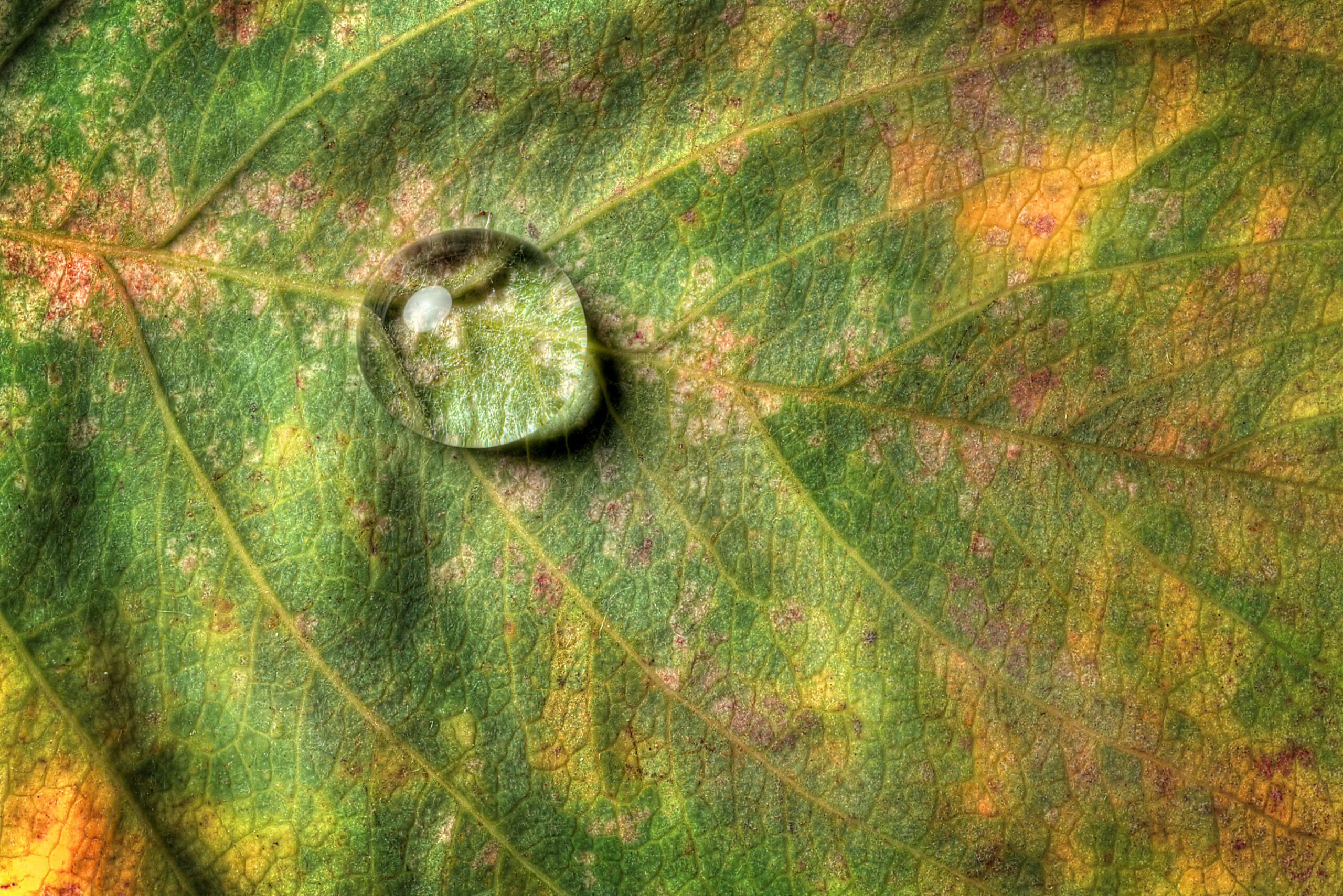 close up of water drop on a leaf