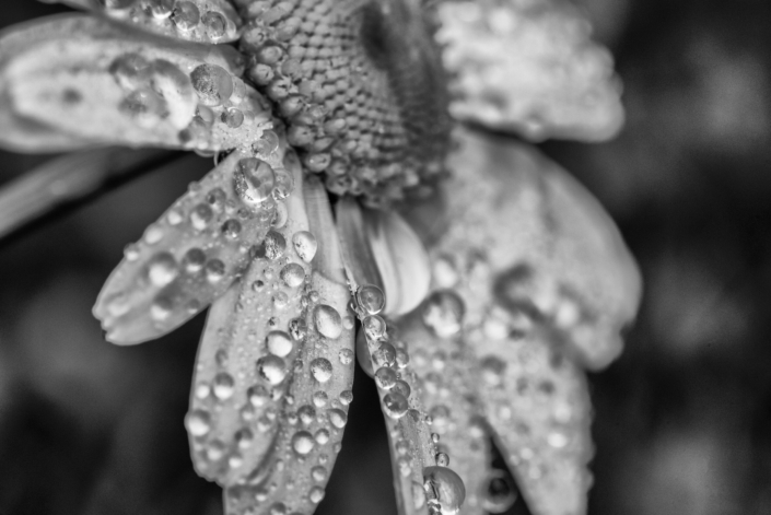 a close up of a flower with water droplets