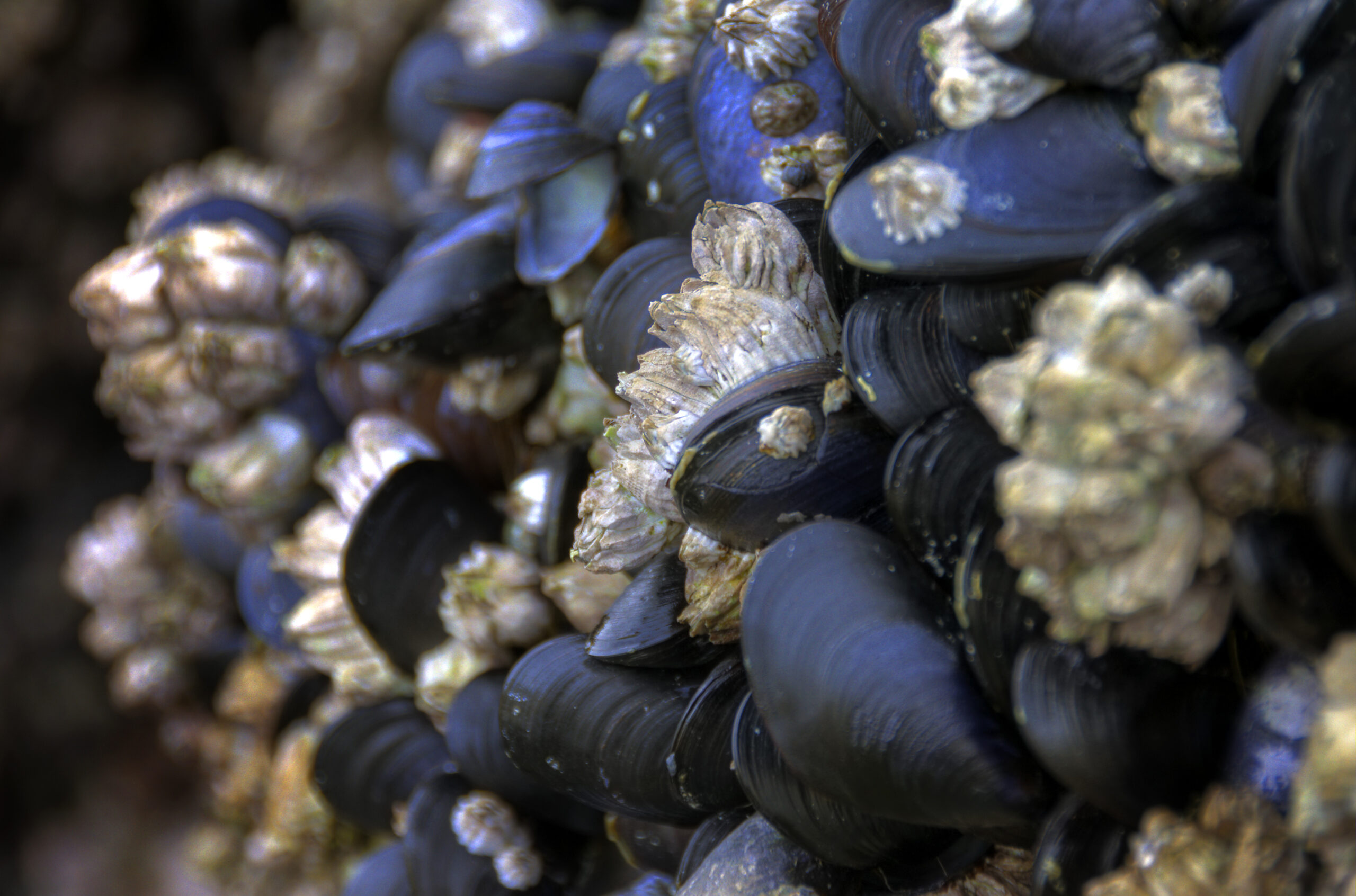 a cluster of sea shells