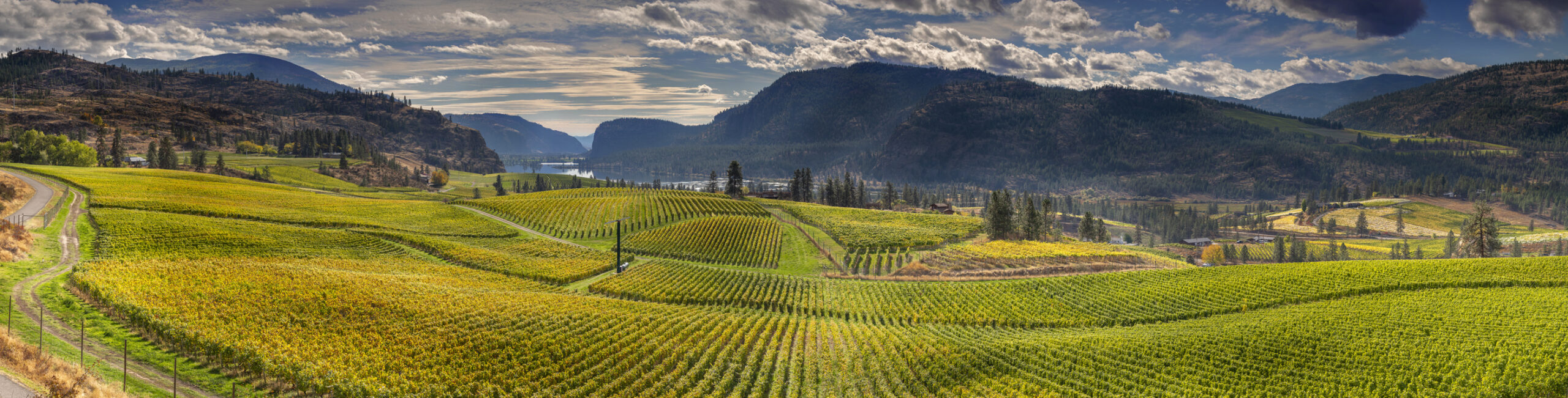 a large green vineyard with a mountain in the background