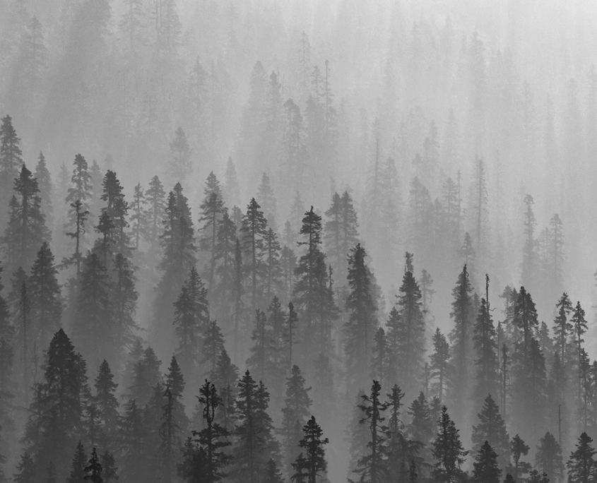 Mountain trees in the fog